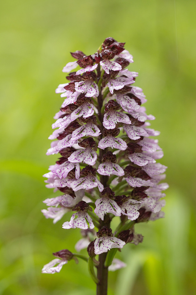Lady Orchid, Bonsai Bank, May 2024