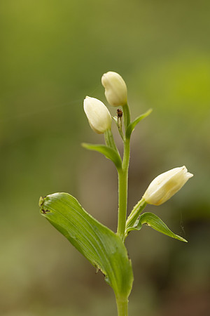 White Helleborine, Yockletts Bank, May 2024