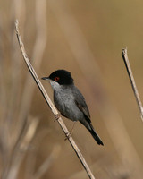 Sardinian Warbler, Anarita Park, Cyprus, April 2016