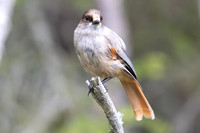 Siberian Jay, Konttainen, Finland, June 2025