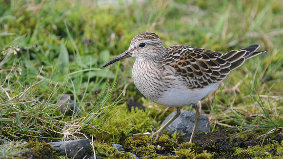 Pectoral Sandpiper, Davidstow, September 2016