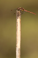 Common Darter, Oldbury Power Station, September 2023