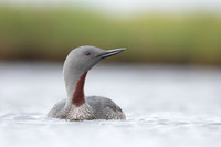 Red-throated Diver, Floi, Iceland, June 2022