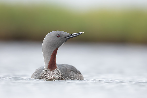 Red-throated Diver, Floi, Iceland, June 2022