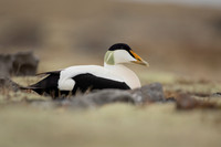 Eider Duck, Raufarhofn, Iceland, June 2022
