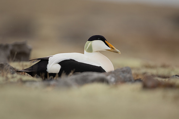 Eider Duck, Raufarhofn, Iceland, June 2022
