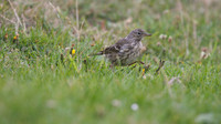 Rock Pipit, Pembrokeshire, August 2014
