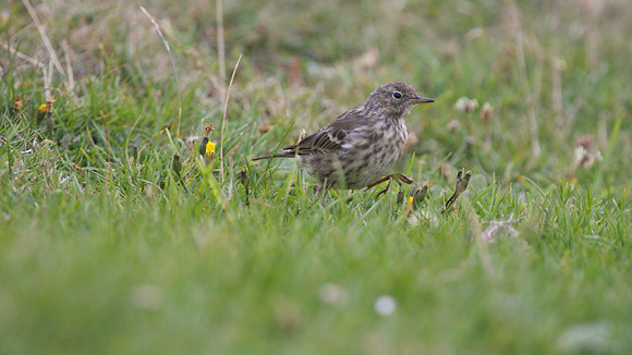 Rock Pipit, Pembrokeshire, August 2014