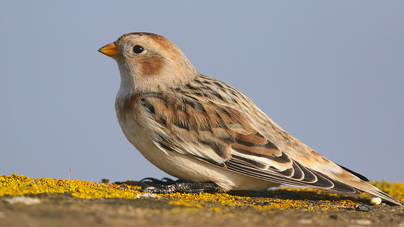 Snow Bunting, Powderham, Devon, January 2015