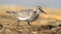 Bairds Sandpiper, Kenfig NNR, October 2016