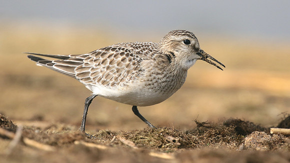 Bairds Sandpiper, Kenfig NNR, October 2016