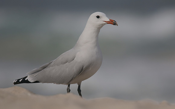 Audouin's Gull, Playa de Muro beach, Mallorca, October 2018