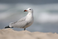 Audouin's Gull, Playa de Muro beach, Mallorca, October 2018