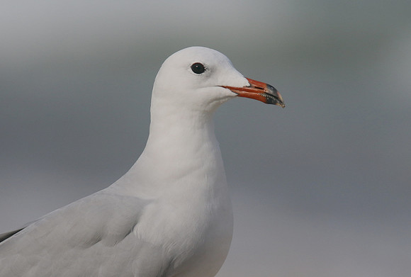 Audouin's Gull, Playa de Muro beach, Mallorca, October 2018