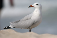 Audouin's Gull, Playa de Muro beach, Mallorca, October 2018