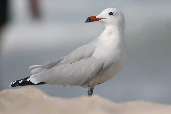 Audouin's Gull, Playa de Muro beach, Mallorca, October 2018