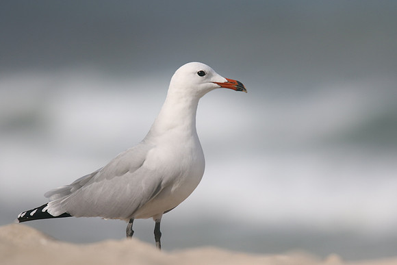Audouin's Gull, Playa de Muro beach, Mallorca, October 2018