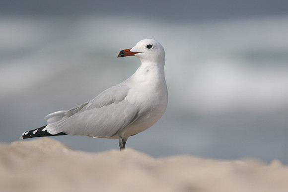 Audouin's Gull, Playa de Muro beach, Mallorca, October 2018.