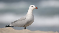 Audouin's Gull, Playa de Muro beach, Mallorca, October 2018