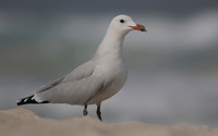 Gulls