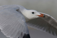 Audouin's Gull, Playa de Muro beach, Mallorca, October 2018