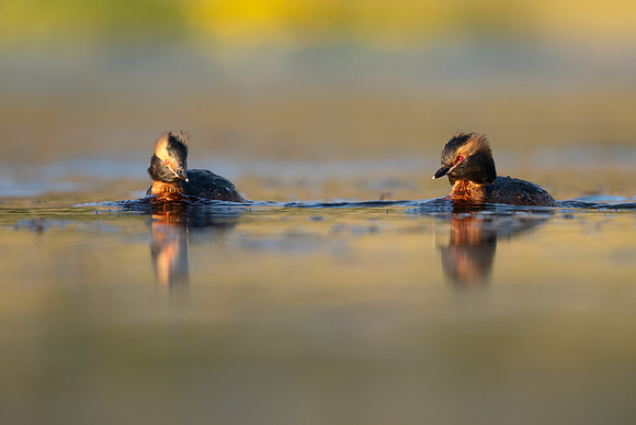 Slavonian Grebe, Iceland, May 2022
