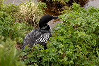 Great-northern Diver, River Sog, Iceland, June 2022