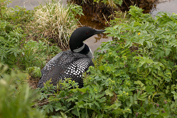 Great-northern Diver, River Sog, Iceland, June 2022