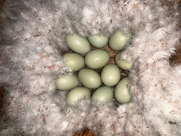 Goldeneye, Kussamo, Finland, June 2025