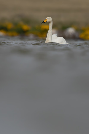 Whooper Swan, Snafellsnes, Iceland, June 2022