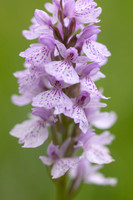 Heath Spotted-orchid, Vicarge Farm, June 2024