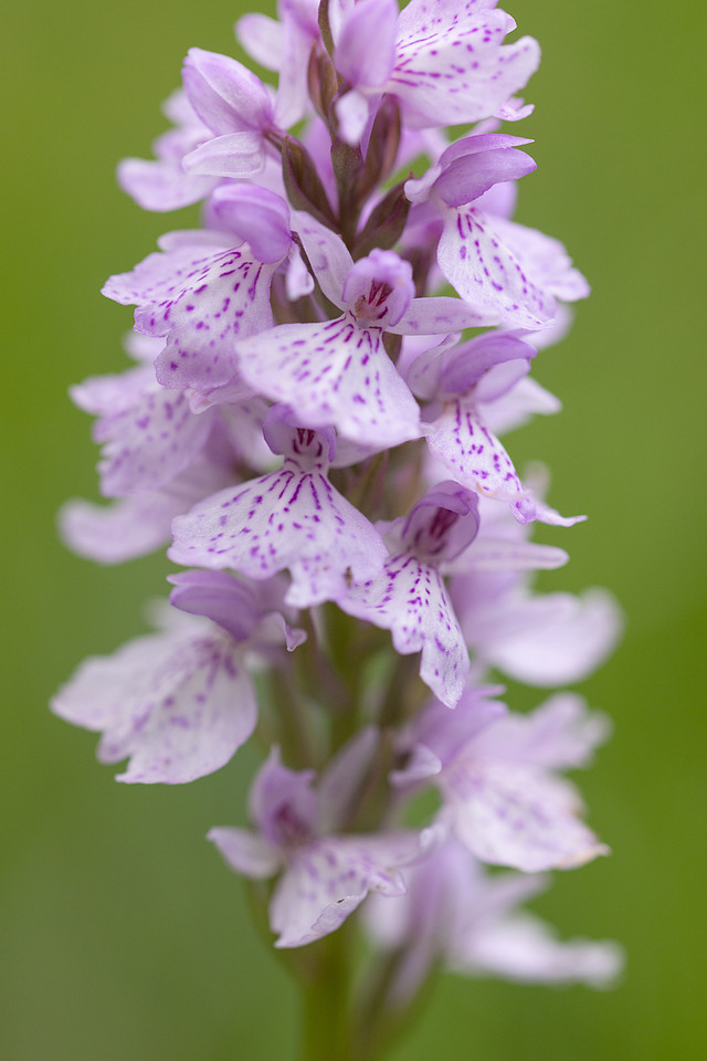 Heath Spotted-orchid, Vicarge Farm, June 2024