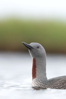 Red-throated Diver, Floi, Iceland, June 2022
