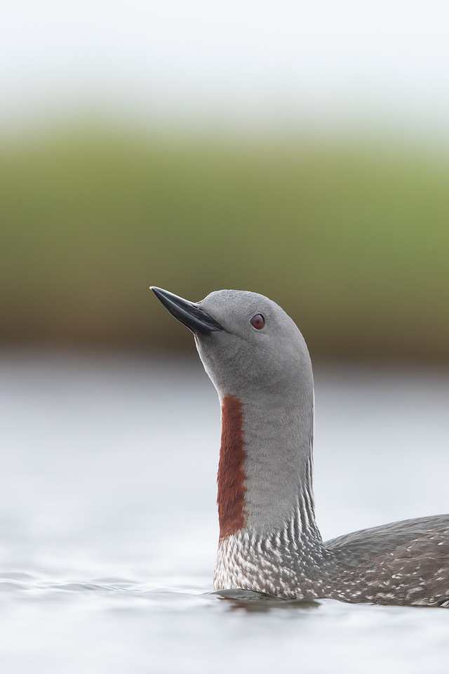 Red-throated Diver, Floi, Iceland, June 2022