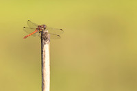 Common Darter, Oldbury Power Station, September 2023