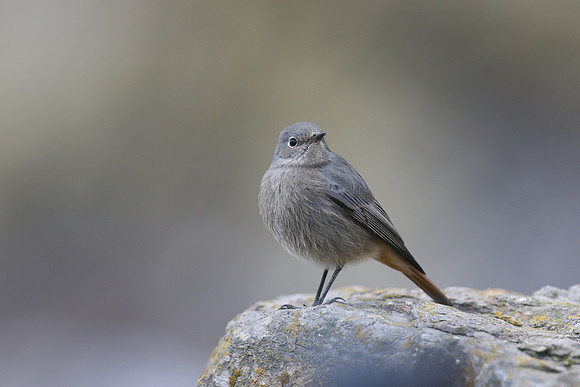 Black Redstart, Brean Down Cove, February 2017