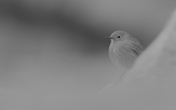 Black Redstart, Brean Down Cove, February 2017