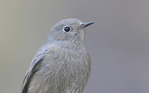 Black Redstart, Brean Down Cove, February 2017