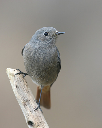 Black Redstart, Brean Down Cove, February 2017