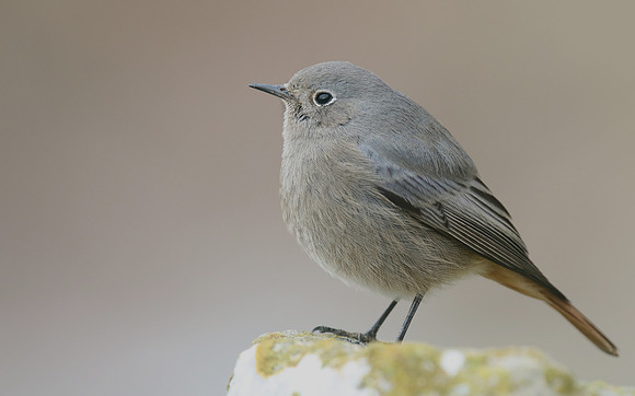 Black Redstart, Brean Down Cove, February 2017