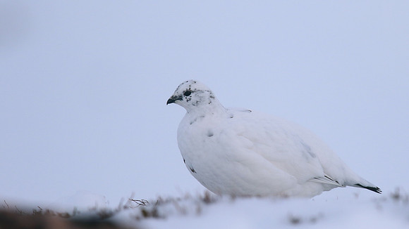 Ptarmigan, Cairngorms, Feb 2015