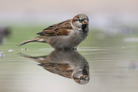 Sparrows and Grassquits