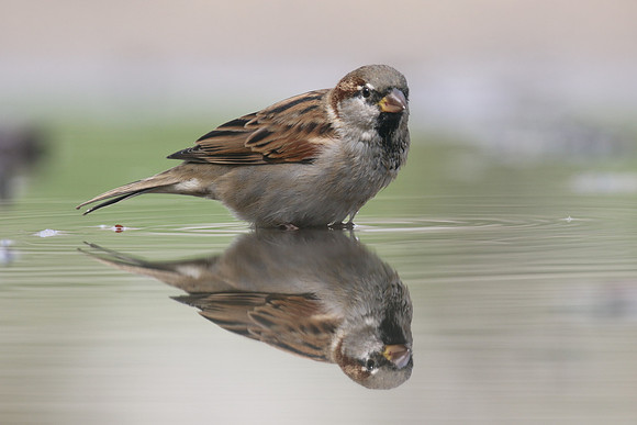 House Sparrow, Mallorca, October 2018.
