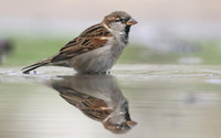 House Sparrow, Mallorca, October 2018