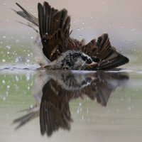 House Sparrow, Mallorca, October 2018