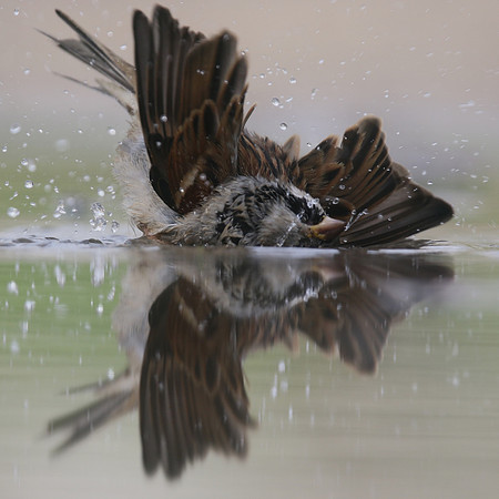House Sparrow, Mallorca, October 2018