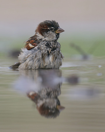 House Sparrow, Mallorca, October 2018