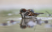 House Sparrow, Mallorca, October 2018