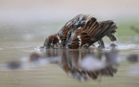 House Sparrow, Mallorca, October 2018