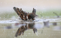 House Sparrow, Mallorca, October 2018